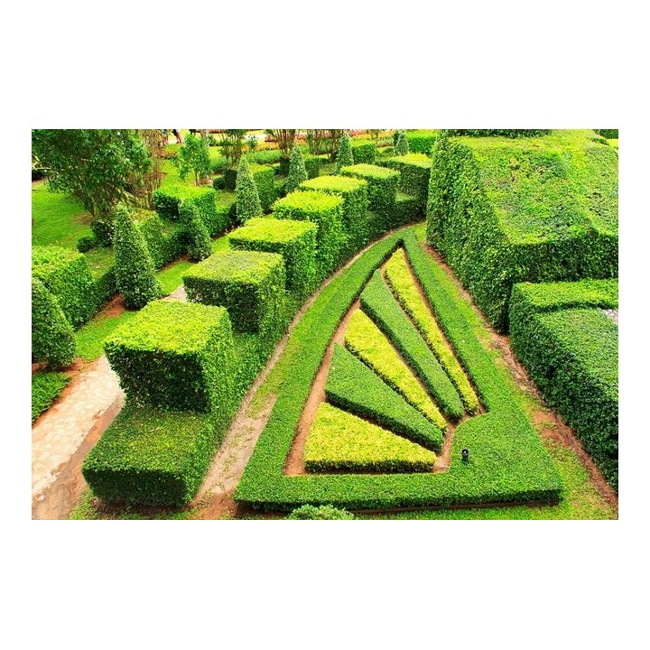 Grab zwyczajny Carpinus betulus - okazała sadzonka 10-12 cm (goły korzeń) idealna na monumentalny żywopłot