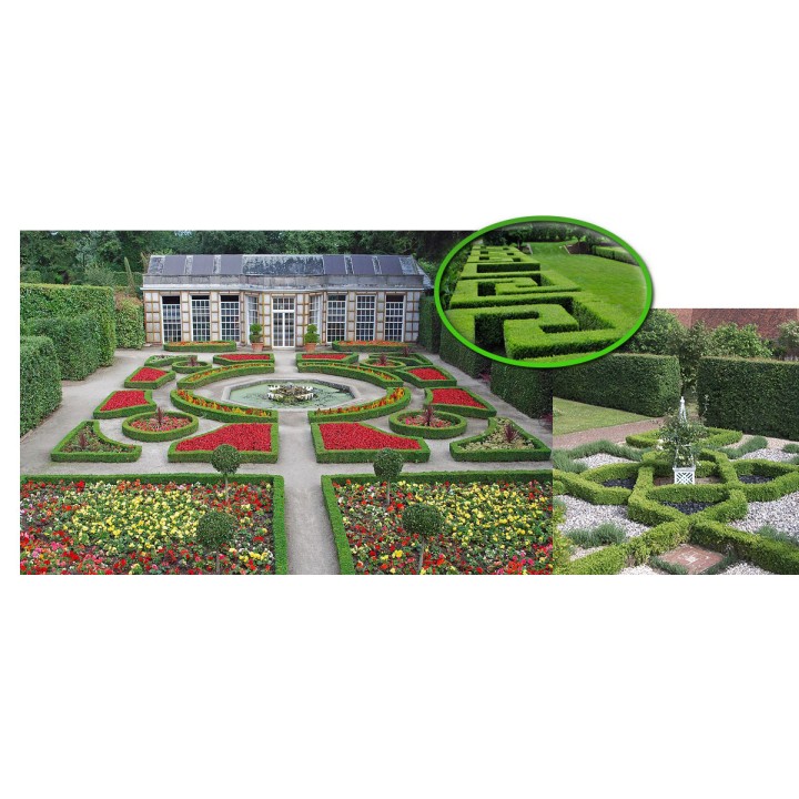 Grab zwyczajny Carpinus betulus - okazała sadzonka 10-12 cm (goły korzeń) idealna na monumentalny żywopłot