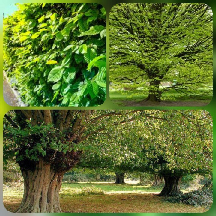 Grab pospolity (Carpinus betulus) – sadzonka 16–20 cm, zdrowy żywopłot, łatwa w pielęgnacji, idealna do ogrodu