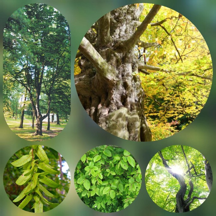 Grab pospolity (Carpinus betulus) – sadzonka 16–20 cm, zdrowy żywopłot, łatwa w pielęgnacji, idealna do ogrodu