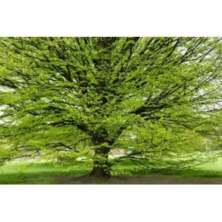 Grab Zwyczajny - Sadzonka 12-14 cm, Idealna na Żywopłot i Ogród, Łatwa Pielęgnacja