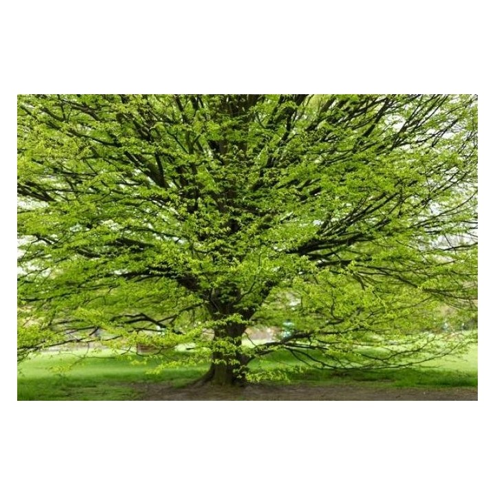 Grab Zwyczajny - Sadzonka 12-14 cm, Idealna na Żywopłot i Ogród, Łatwa Pielęgnacja