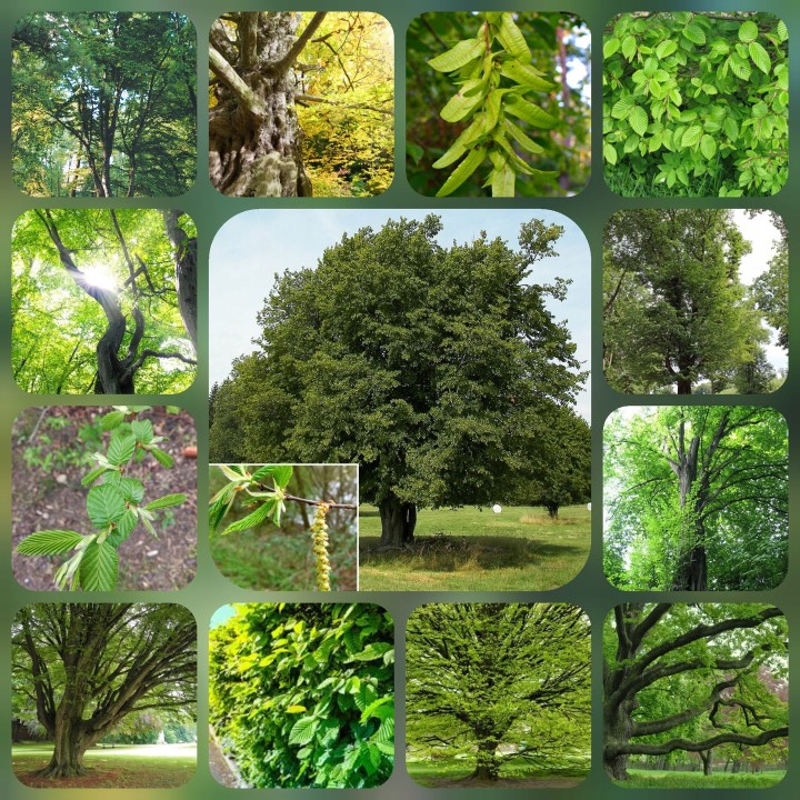 Grab Zwyczajny (Carpinus betulus) Sadzonka 8–10 cm — Zdrowa, do żywopłotu i ogrodu, łatwa w pielęgnacji