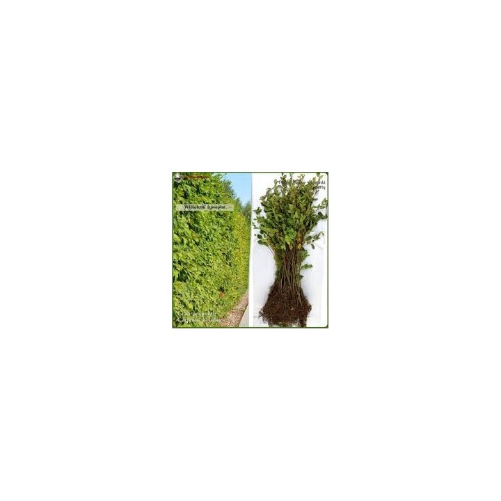 Grab Zwyczajny (Carpinus betulus) Sadzonka 8–10 cm — Zdrowa, do żywopłotu i ogrodu, łatwa w pielęgnacji