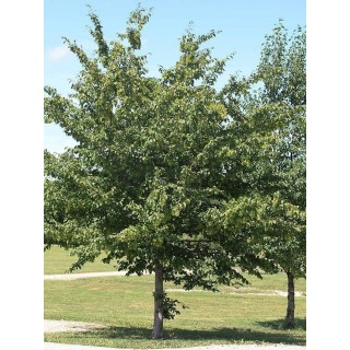 Grab pospolity (Carpinus betulus) SADZONKI 160–200 cm — solidny żywopłot i drzewa do ogrodu, zdrowe sadzonki z gołym korzeniem