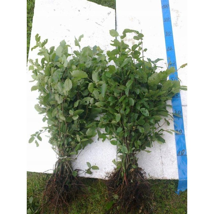 Grab pospolity (Carpinus betulus) SADZONKI 160–200 cm — solidny żywopłot i drzewa do ogrodu, zdrowe sadzonki z gołym korzeniem