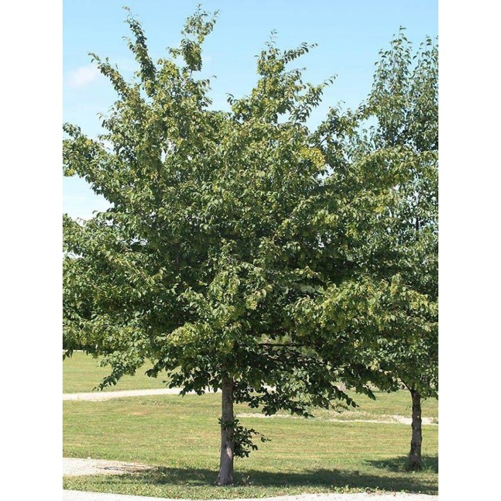 Grab Zwyczajny (Carpinus betulus) Sadzonka 8–10 cm — Zdrowa, do żywopłotu i ogrodu, łatwa w pielęgnacji
