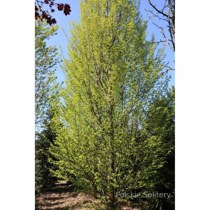 Grab pospolity (Carpinus betulus) SADZONKI 160–200 cm — solidny żywopłot i drzewa do ogrodu, zdrowe sadzonki z gołym korzeniem