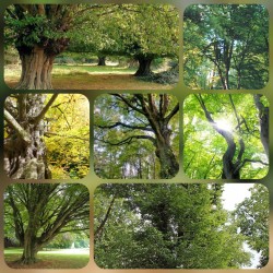 Grab pospolity (Carpinus betulus) formowany żywopłot wys. 100 cm - 5 szt./mb