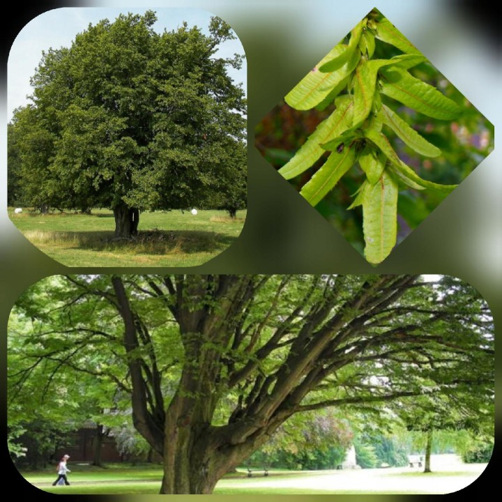 Grab pospolity – sadzonki na żywopłot 4–6 cm | zdrowe, łatwe w pielęgnacji, przyjazne dla zwierząt