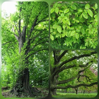 Grab pospolity (Carpinus betulus) sadzonka z gołym korzeniem 6–8 cm — idealny na żywopłoty i do przycinania