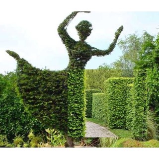 Grab zwyczajny (Carpinus betulus) sadzonka 160–200 cm – idealna na żywopłot, formowanie i aleje (1 szt.)