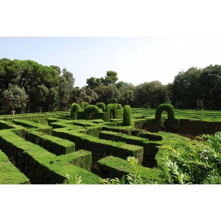 Grab zwyczajny Carpinus betulus 80-120 cm – sadzonka z gołym korzeniem idealna na żywopłot i formowanie