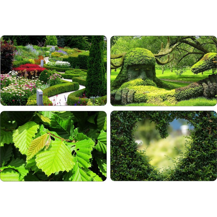 Grab zwyczajny Carpinus betulus 80-120 cm – sadzonka z gołym korzeniem idealna na żywopłot i formowanie