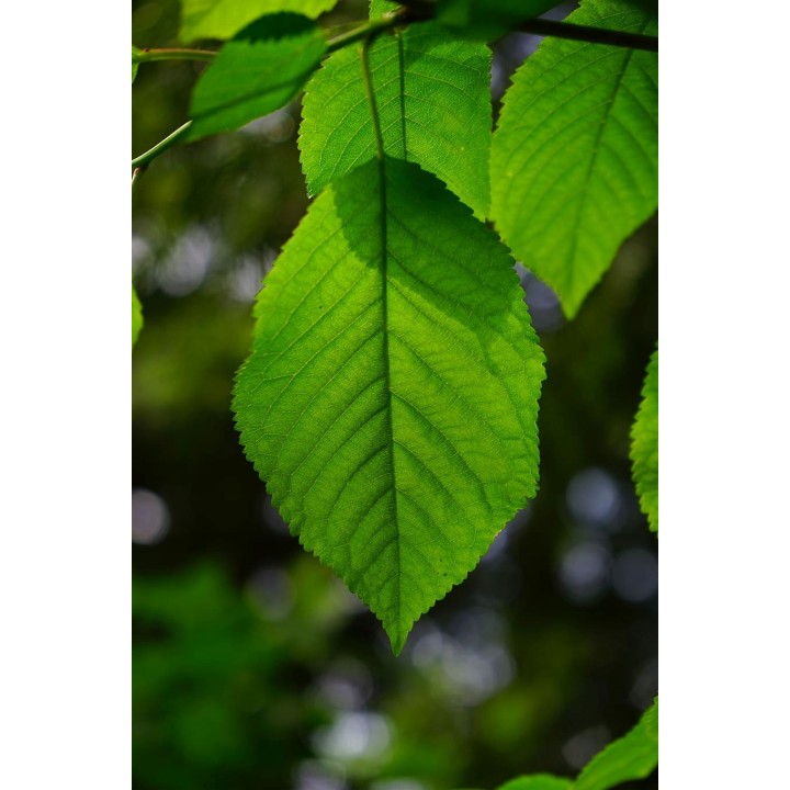 Grab zwyczajny (Carpinus betulus) — 10 szt. sadzonek 80–120 cm | Idealny żywopłot i formowanie zieleni