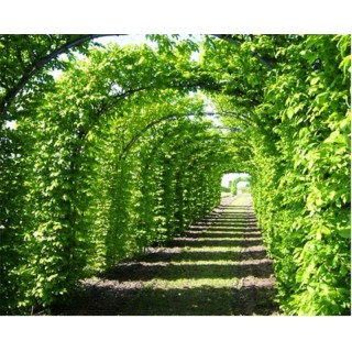 Grab zwyczajny (Carpinus betulus) sadzonki 120-160 cm | 10 szt. żywopłot szpalery gwarancja przyjęcia