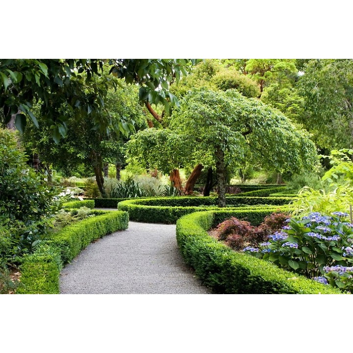 Grab zwyczajny (Carpinus betulus) — 10 szt. sadzonek 80–120 cm | Idealny żywopłot i formowanie zieleni