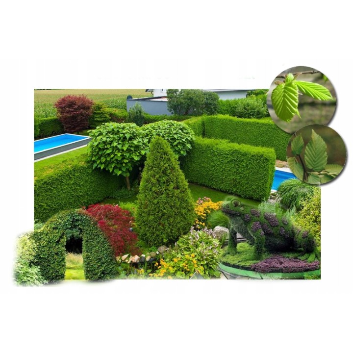 Grab zwyczajny (Carpinus betulus) sadzonki 120-160 cm | 10 szt. żywopłot szpalery gwarancja przyjęcia