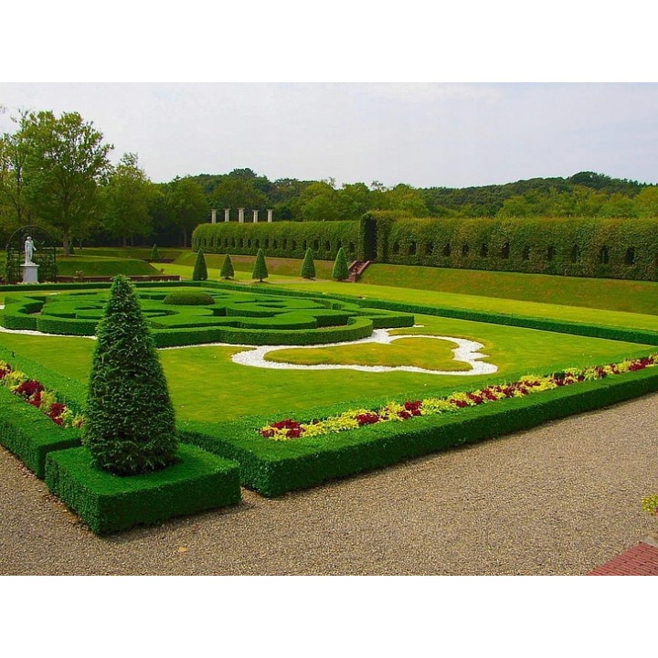 Grab zwyczajny (Carpinus betulus) — 10 szt. sadzonek 80–120 cm | Idealny żywopłot i formowanie zieleni