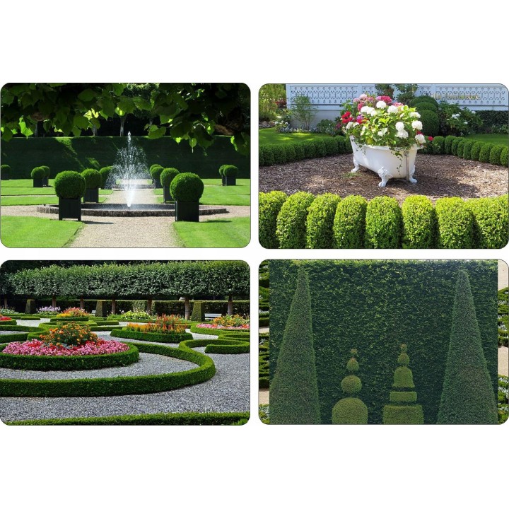 Grab zwyczajny (Carpinus betulus) sadzonki 120-160 cm | 10 szt. żywopłot szpalery gwarancja przyjęcia