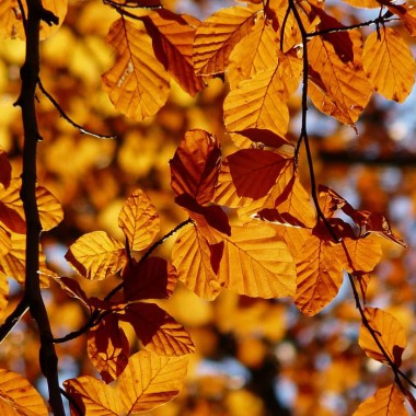 Buk zwyczajny piękny do szczepienia na szpalery...