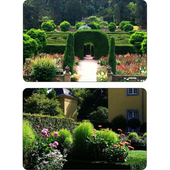 Grab zwyczajny (Carpinus betulus) — 10 szt. sadzonek 80–120 cm | Idealny żywopłot i formowanie zieleni