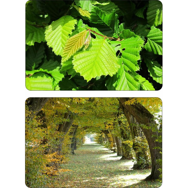 Grab zwyczajny (Carpinus betulus) sadzonki 120-160 cm | 10 szt. żywopłot szpalery gwarancja przyjęcia