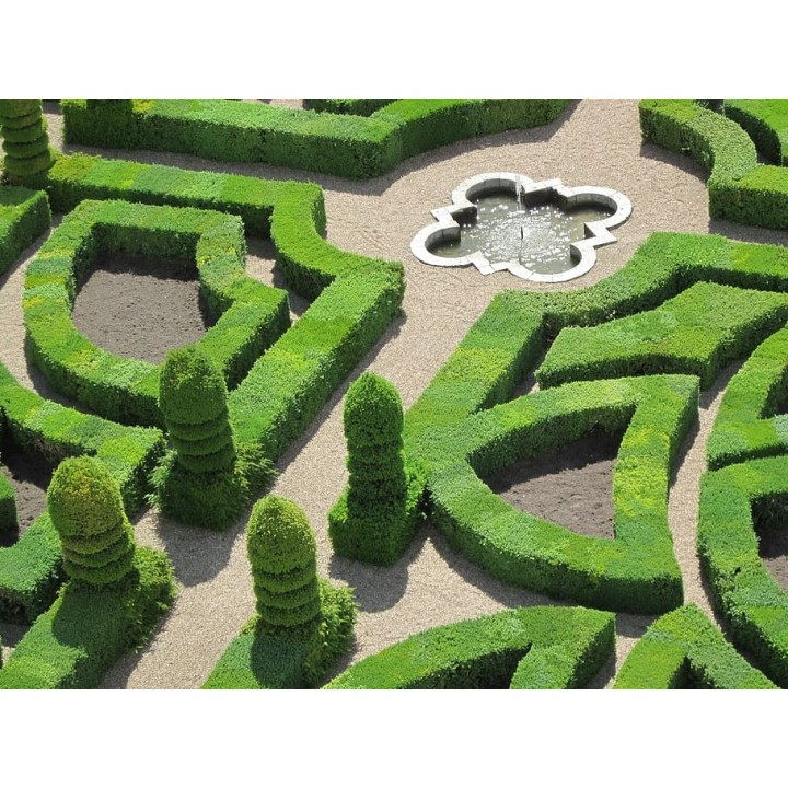 Grab zwyczajny (Carpinus betulus) — 10 szt. sadzonek 80–120 cm | Idealny żywopłot i formowanie zieleni