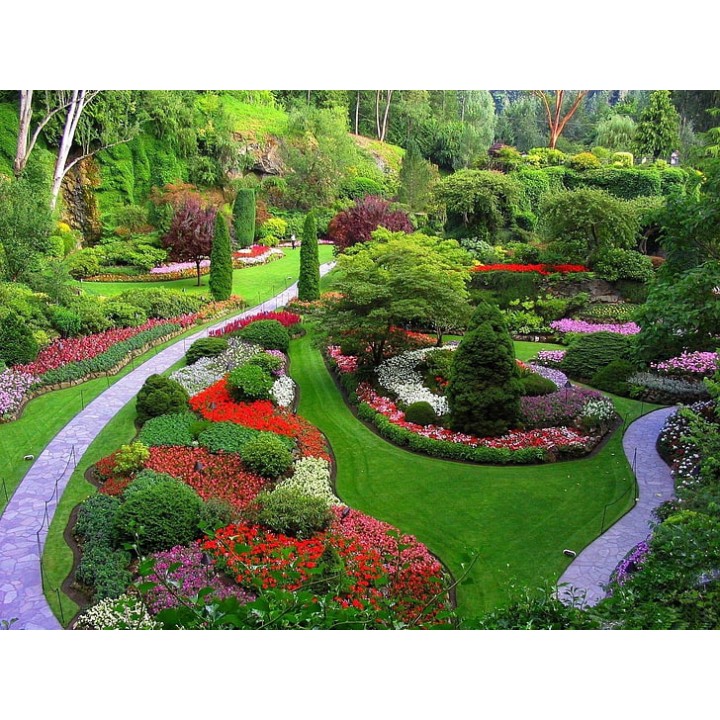 Grab zwyczajny (Carpinus betulus) — 10 szt. sadzonek 80–120 cm | Idealny żywopłot i formowanie zieleni