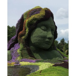 Grab zwyczajny Carpinus betulus – sadzonki 120–160 cm (10 szt.) idealne na żywopłot, szpalery i formowanie krajobrazu