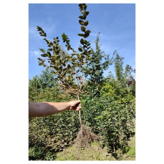 Gotowy żywopłot z grabu 100 cm – 1 mb (5 szt.) formowany, przycięty, mrozoodporny, idealny na zieloną ścianę