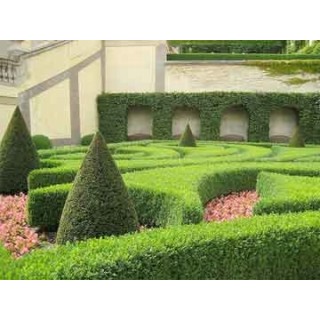 Grab pospolity (Carpinus betulus) sadzonka 120–150 cm – idealna na zielony, formowany żywopłot (korzeń goły)