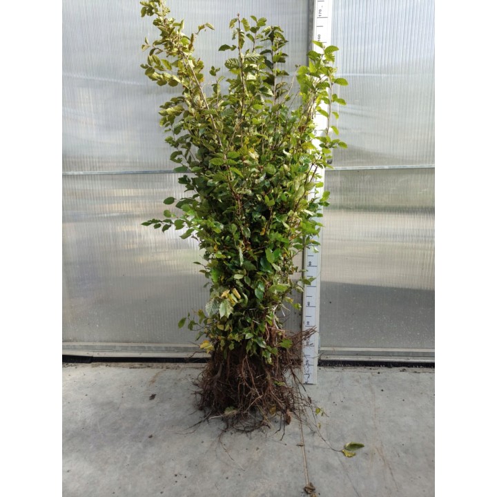 Grab pospolity (Carpinus betulus) sadzonka 120–150 cm – idealna na zielony, formowany żywopłot (korzeń goły)