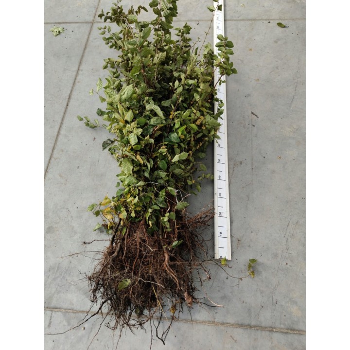 Grab pospolity (Carpinus betulus) sadzonka 120–150 cm – idealna na zielony, formowany żywopłot (korzeń goły)