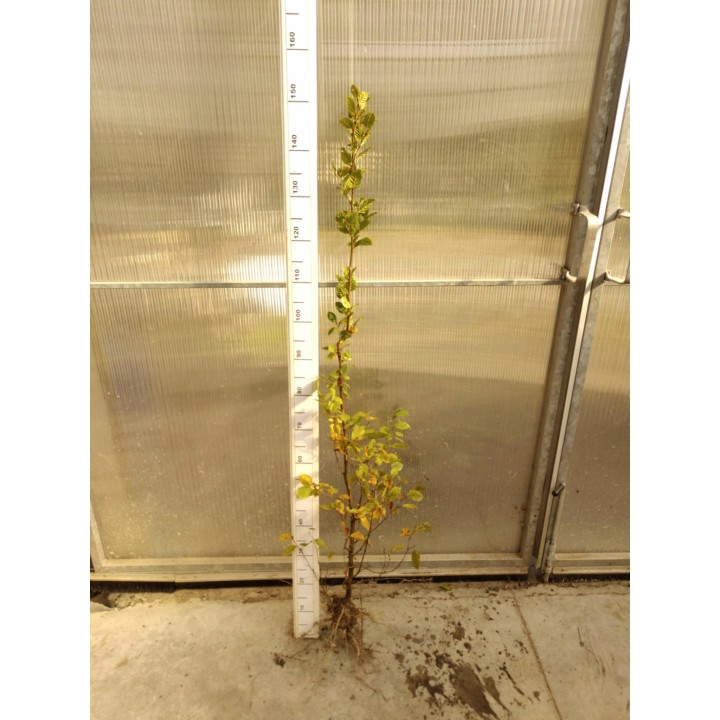 Grab pospolity (Carpinus betulus) sadzonka 120–150 cm – idealna na zielony, formowany żywopłot (korzeń goły)