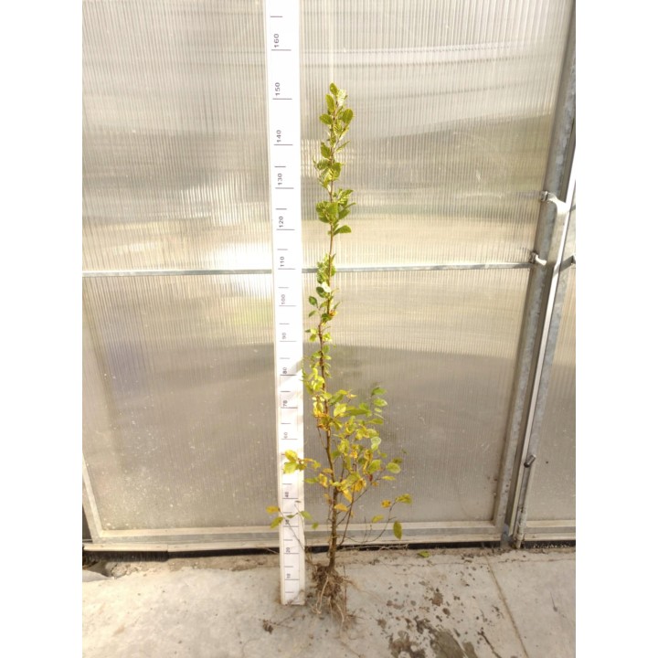 Grab pospolity (Carpinus betulus) sadzonka 120–150 cm – idealna na zielony, formowany żywopłot (korzeń goły)