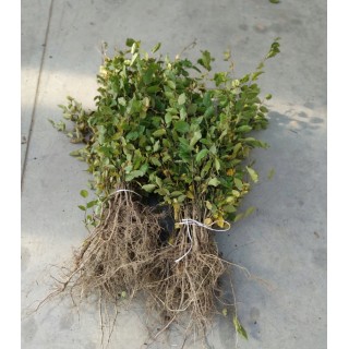 Grab pospolity Carpinus betulus 80–120 cm – mocne sadzonki na żywopłot, goły korzeń, jakość szkółki