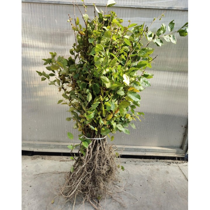Grab pospolity Carpinus betulus 80–120 cm – mocne sadzonki na żywopłot, goły korzeń, jakość szkółki