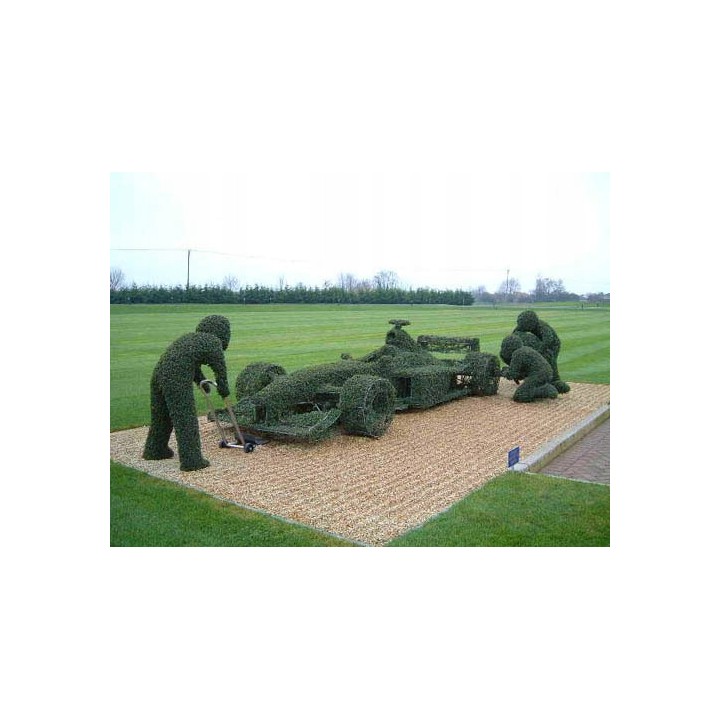 Grab pospolity (Carpinus betulus) sadzonka 120–150 cm – idealna na zielony, formowany żywopłot (korzeń goły)