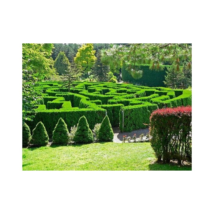 Grab pospolity (Carpinus betulus) sadzonka 120–150 cm – idealna na zielony, formowany żywopłot (korzeń goły)