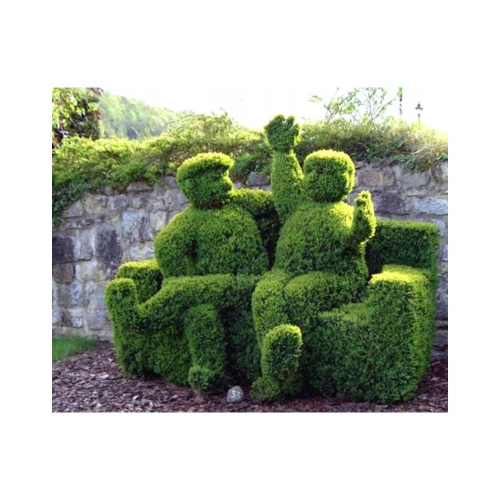 Grab pospolity Carpinus betulus 80–120 cm – mocne sadzonki na żywopłot, goły korzeń, jakość szkółki