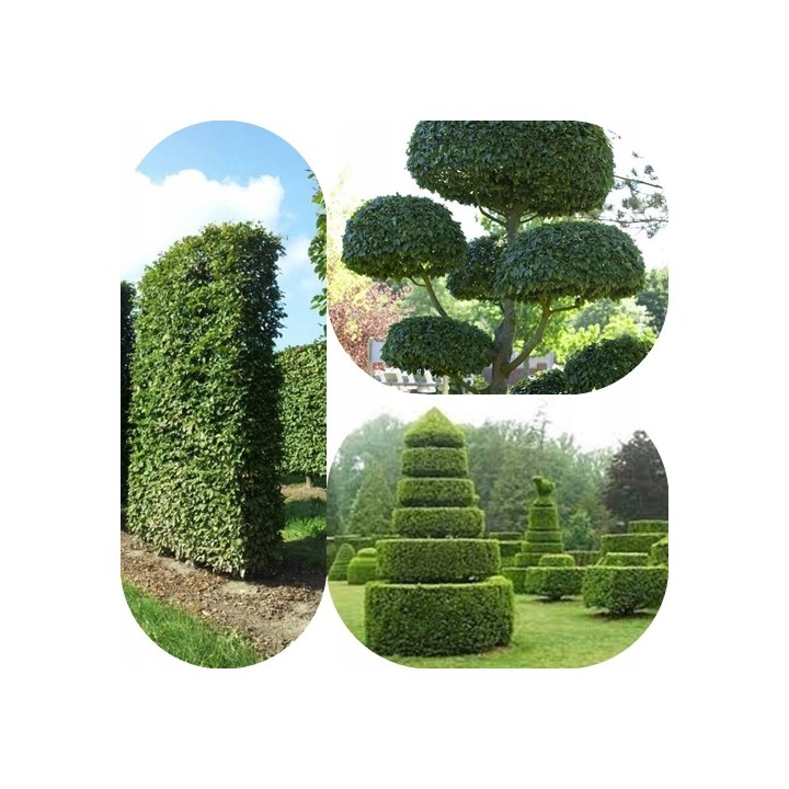 Grab pospolity Carpinus betulus 80–120 cm – mocne sadzonki na żywopłot, goły korzeń, jakość szkółki