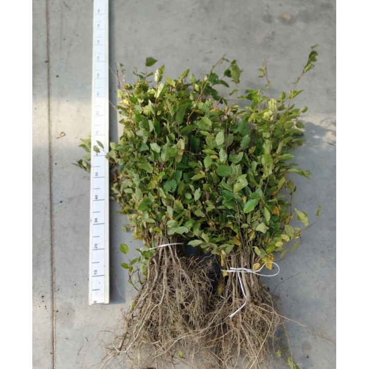 Grab pospolity Carpinus betulus 80–120 cm – mocne sadzonki na żywopłot, goły korzeń, jakość szkółki