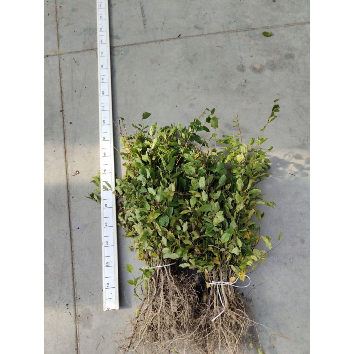 Grab pospolity Carpinus betulus 80–120 cm – mocne sadzonki na żywopłot, goły korzeń, jakość szkółki