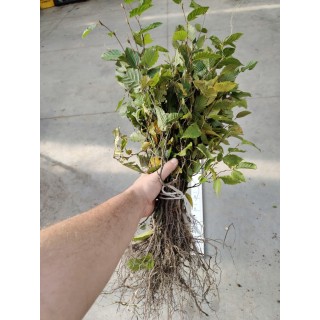 Grab pospolity Carpinus betulus 50 szt. sadzonki 30–50 cm – idealny żywopłot i do formowania, z gołym korzeniem, Polska szkółka