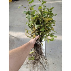 Grab pospolity (Carpinus betulus) sadzonki wys. 30-50 cm na żywopłot - 50 szt.