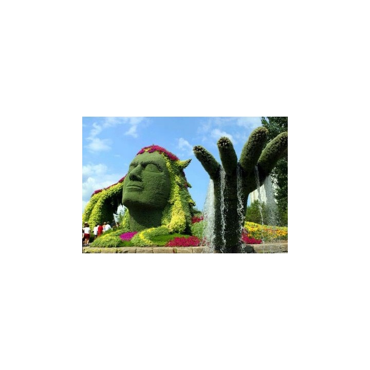 Grab pospolity Carpinus betulus 80–120 cm – mocne sadzonki na żywopłot, goły korzeń, jakość szkółki