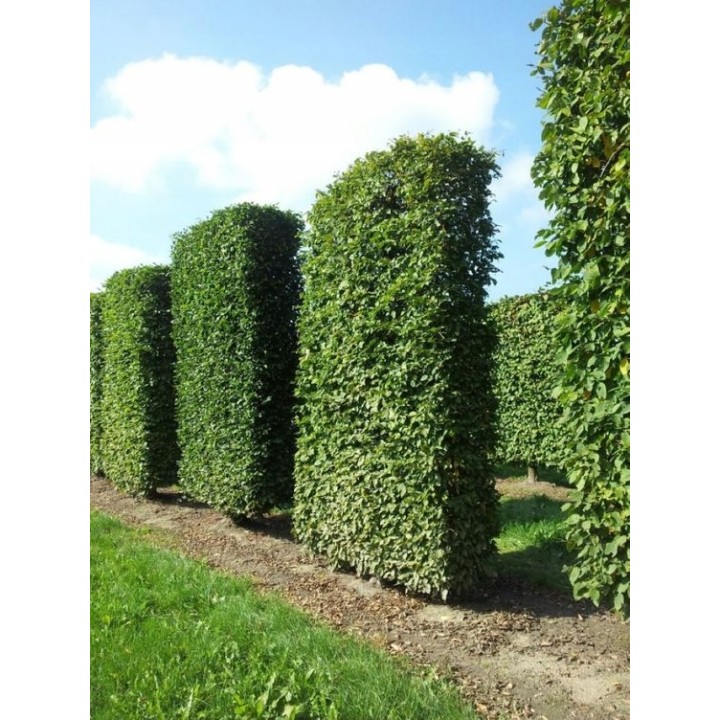 Grab pospolity Carpinus betulus 80–120 cm – mocne sadzonki na żywopłot, goły korzeń, jakość szkółki