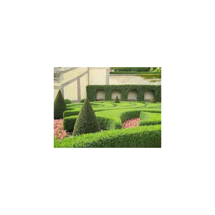 Grab pospolity Carpinus betulus 80–120 cm – mocne sadzonki na żywopłot, goły korzeń, jakość szkółki