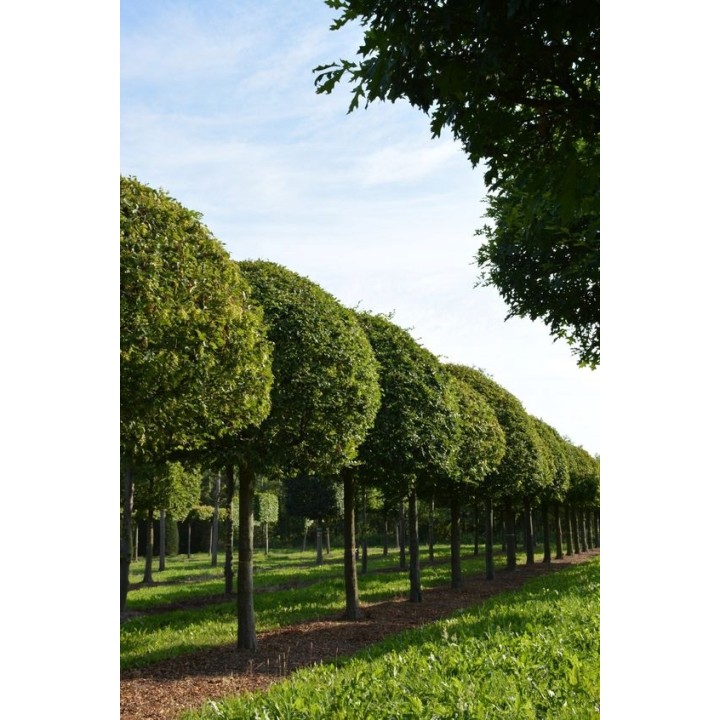 Grab pospolity Carpinus betulus 80–120 cm – mocne sadzonki na żywopłot, goły korzeń, jakość szkółki